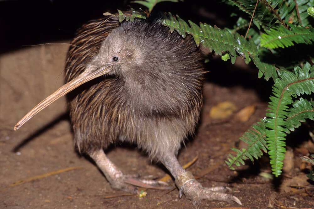 KIWI Bird: Flightless New Zealand National Bird
