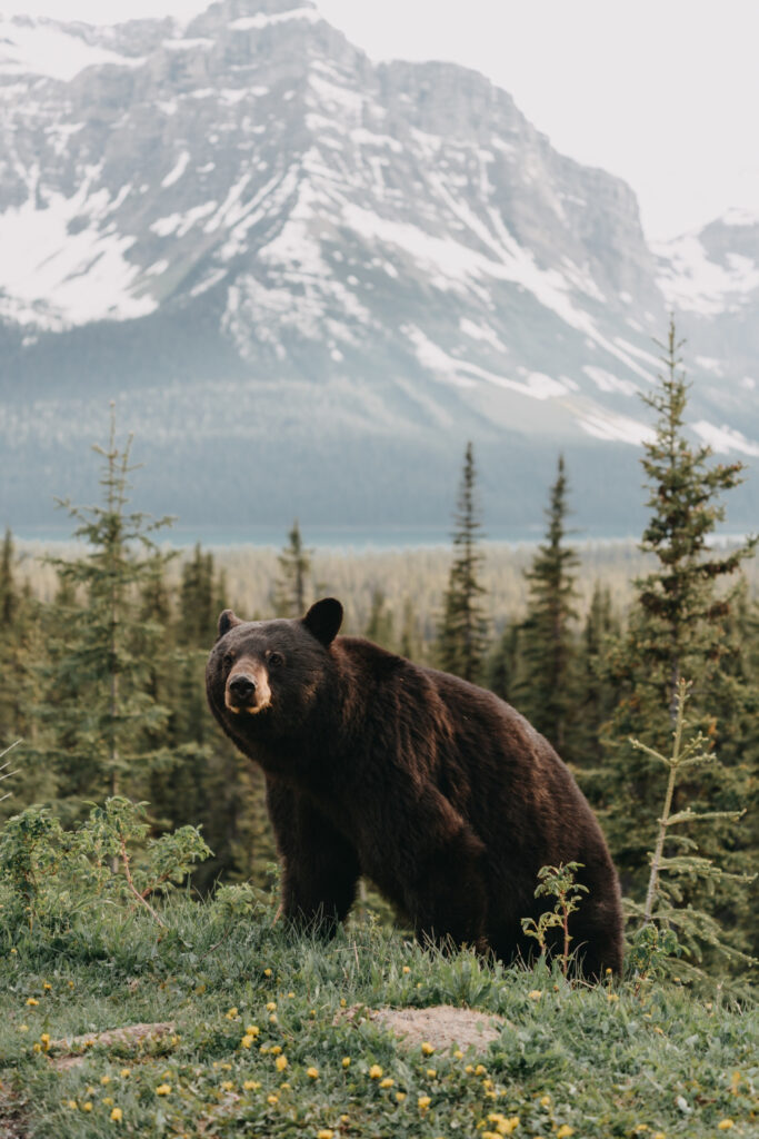 Bear Superstitions: Fact or Fiction